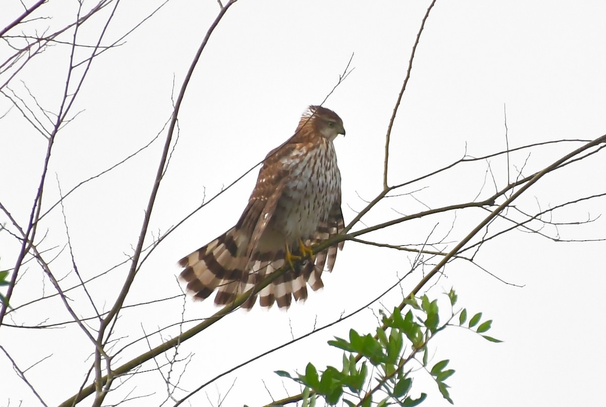 Cooper's Hawk - ML645425747