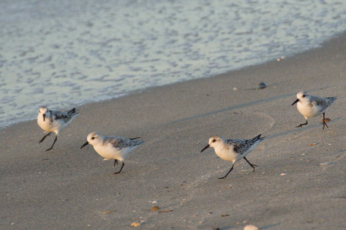 Txirri zuria - ML645425748