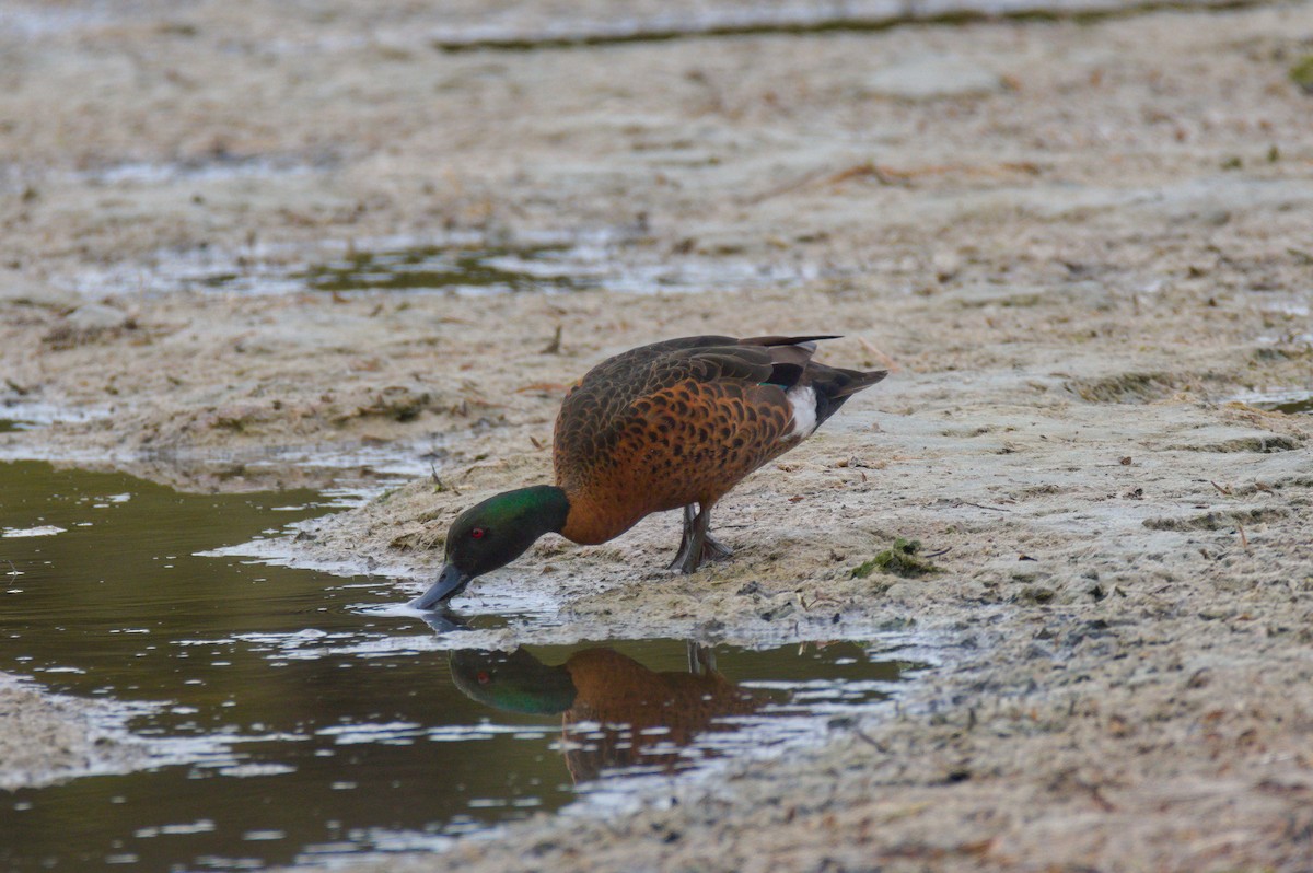 Chestnut Teal - ML645425750