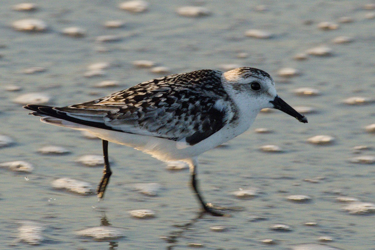 Txirri zuria - ML645425751