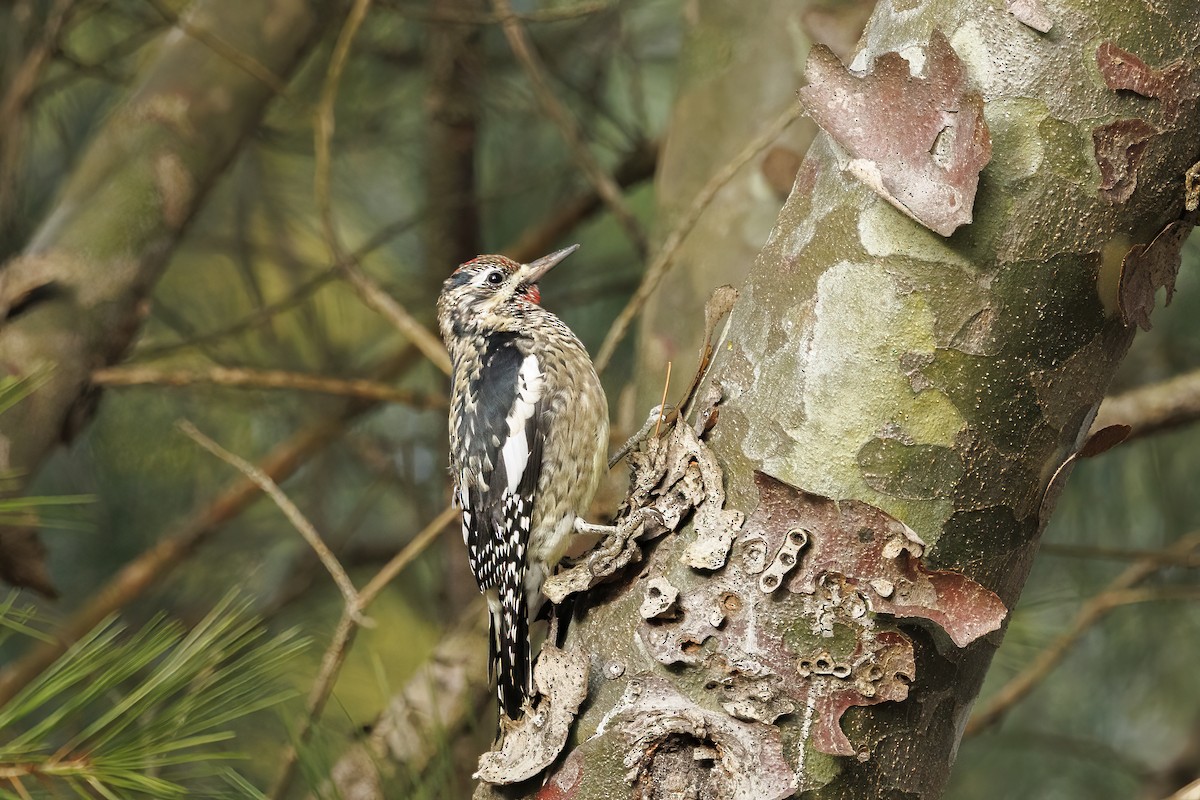 Yellow-bellied Sapsucker - ML645425752