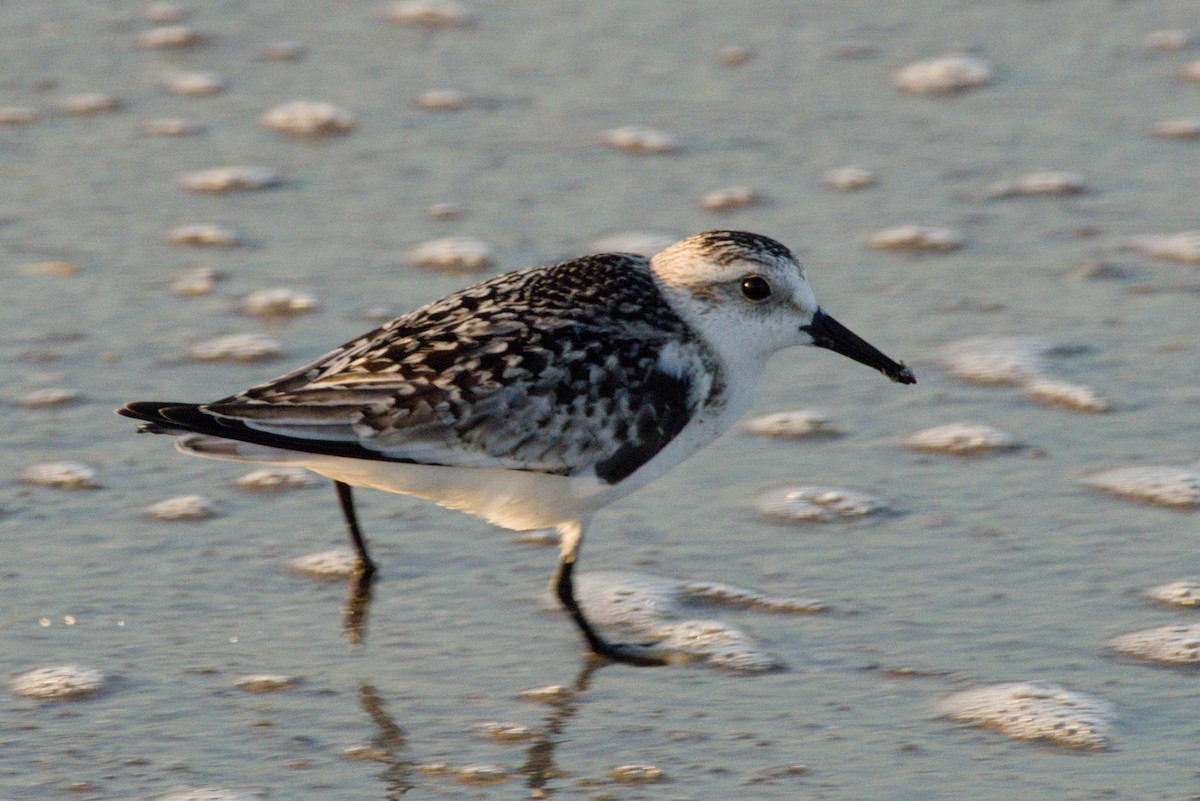 Txirri zuria - ML645425753