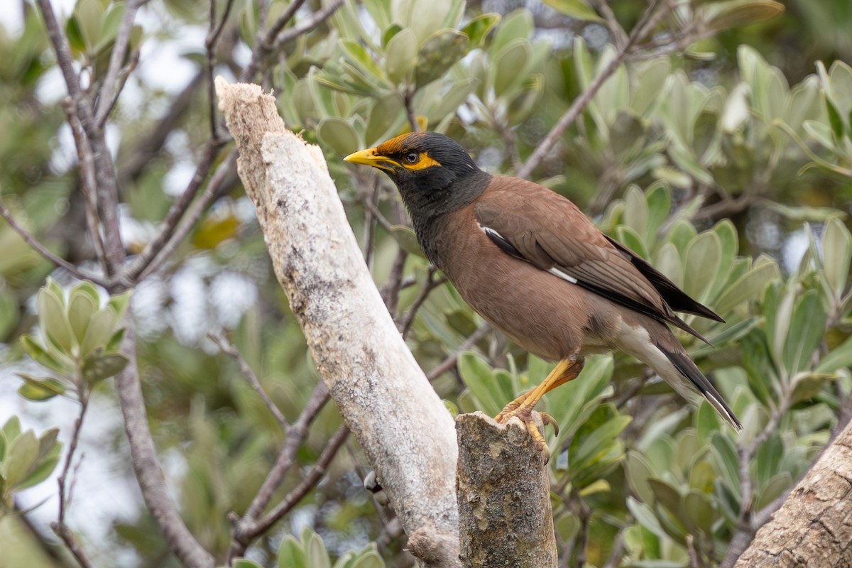 Common Myna - ML645425756
