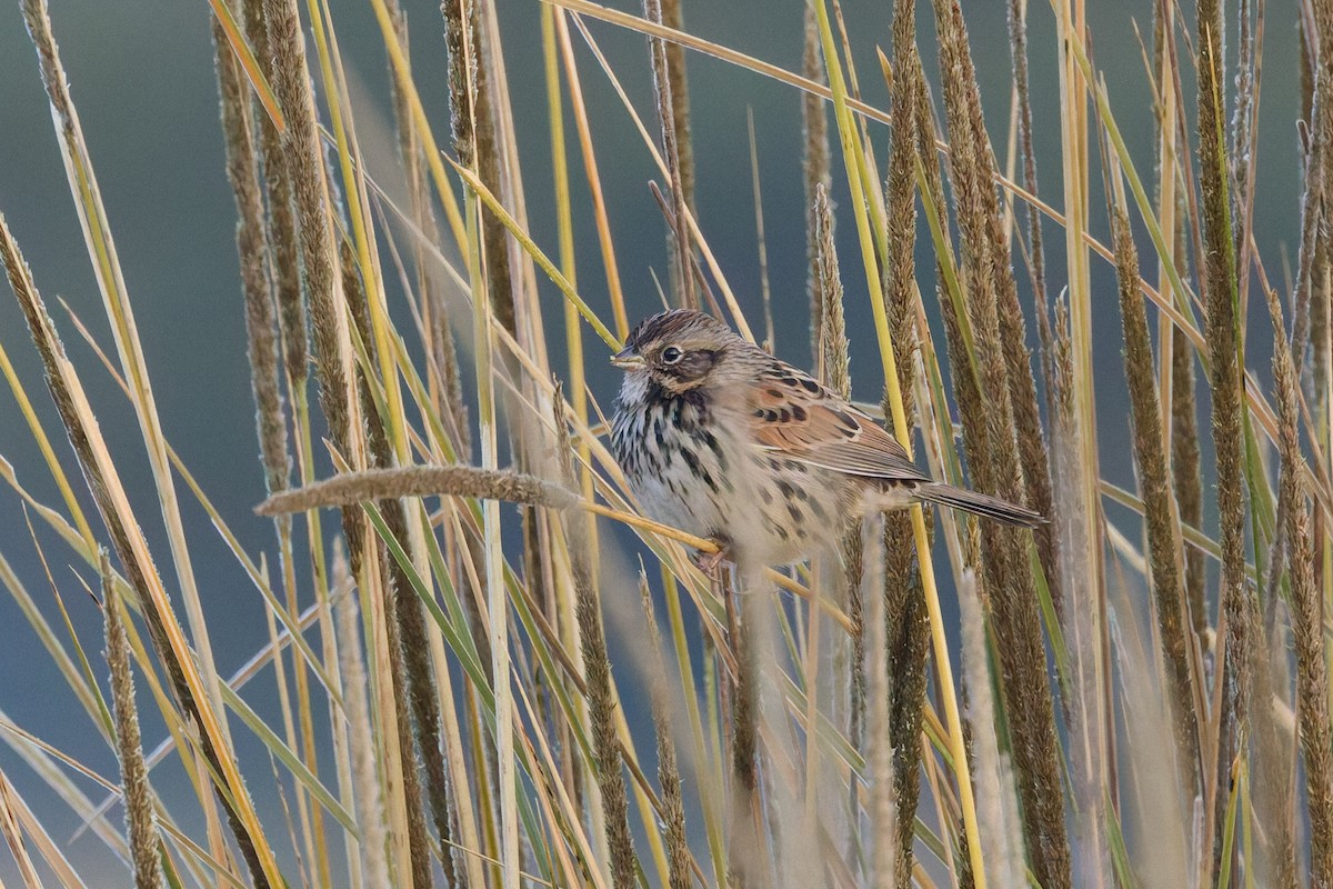 Sierra Madre Sparrow - ML645425775