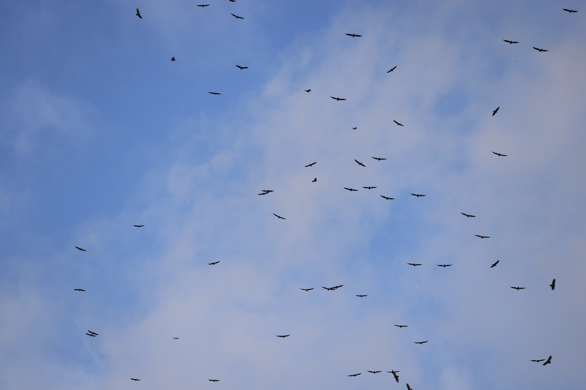 Turkey Vulture - ML645425779