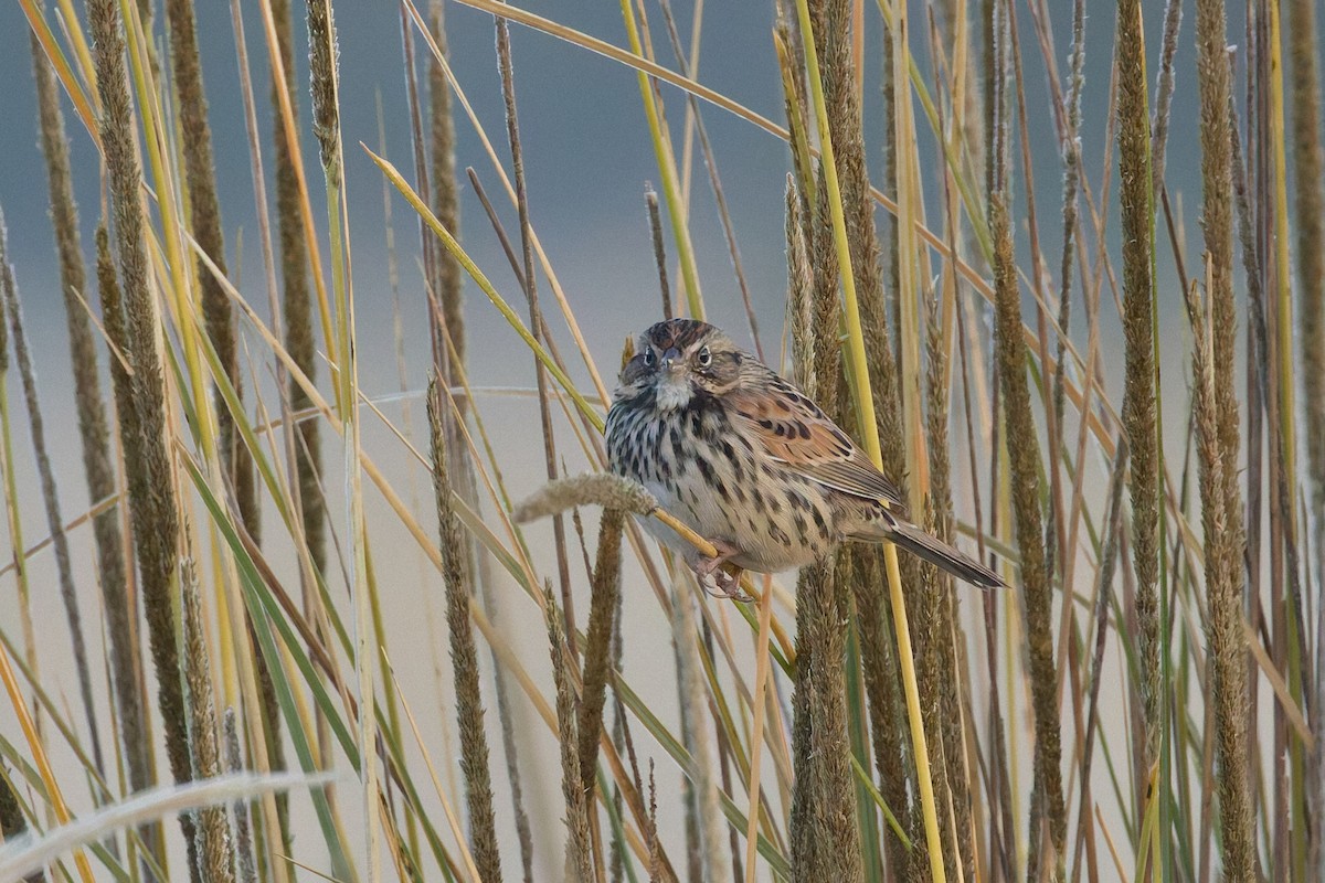 Sierra Madre Sparrow - ML645425780