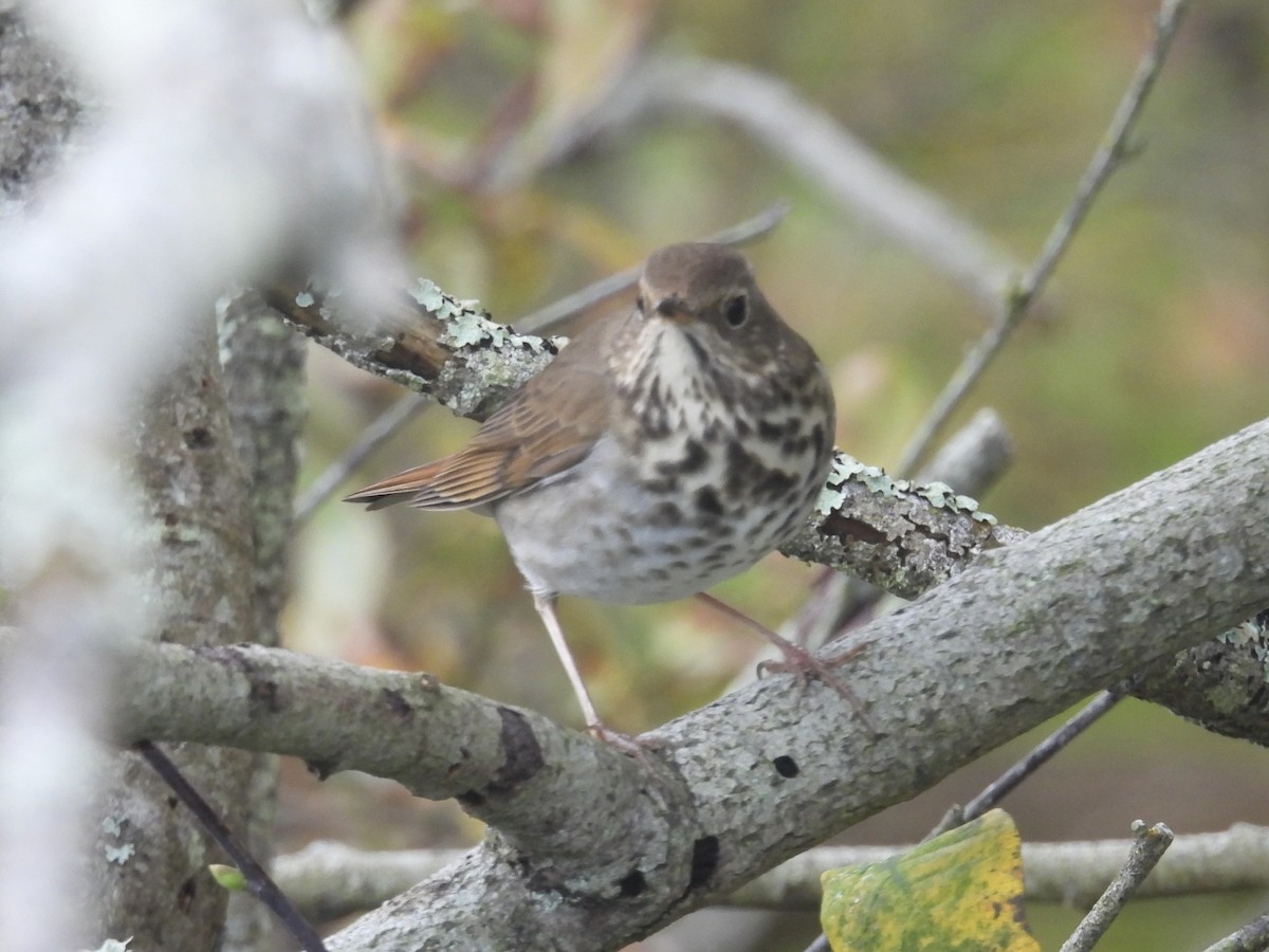 קיכלי חלוד-זנב - ML645425782