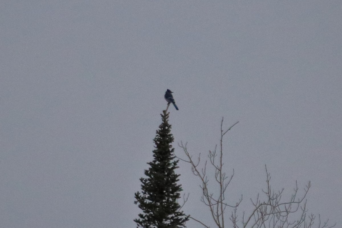 Blue Jay - ML645425785