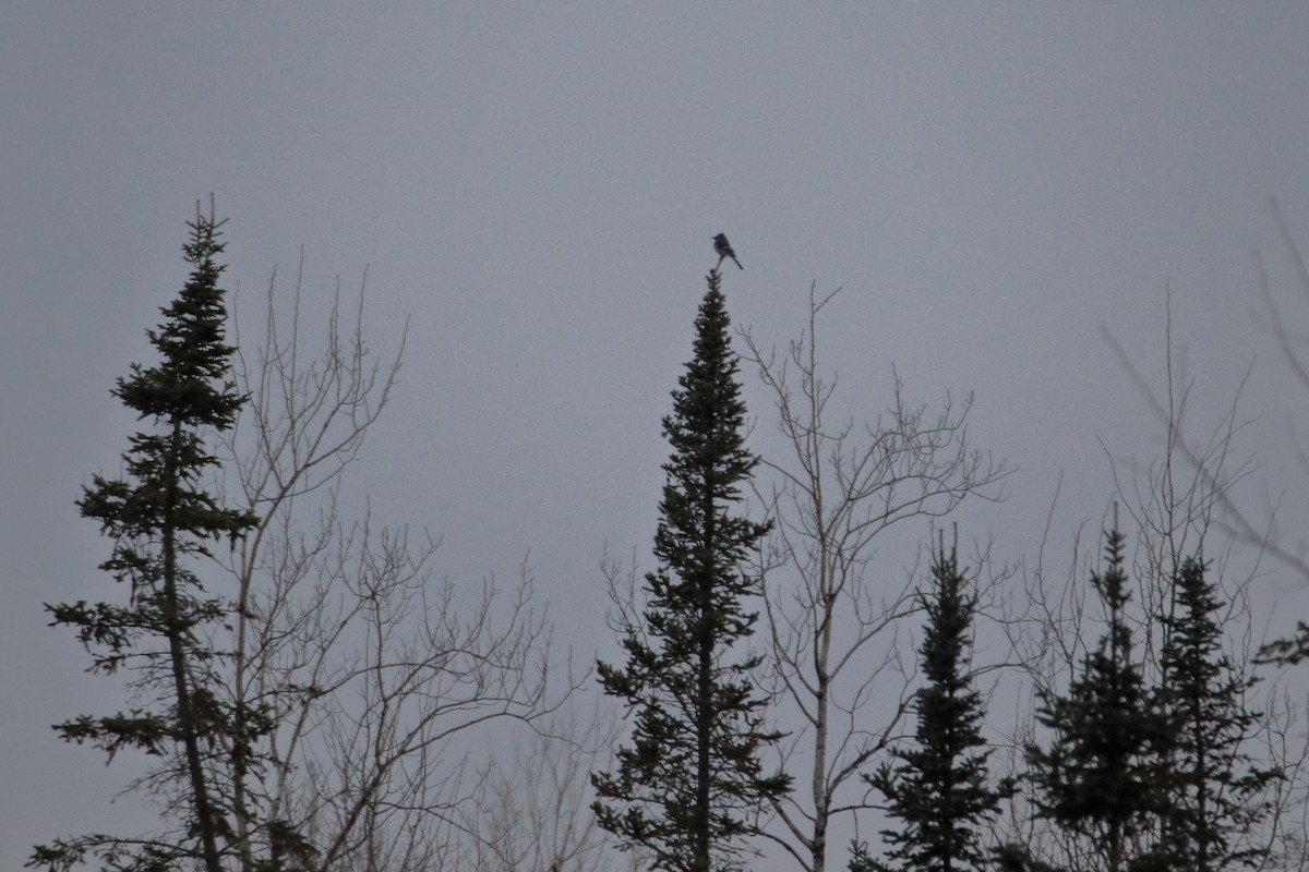 Blue Jay - ML645425786