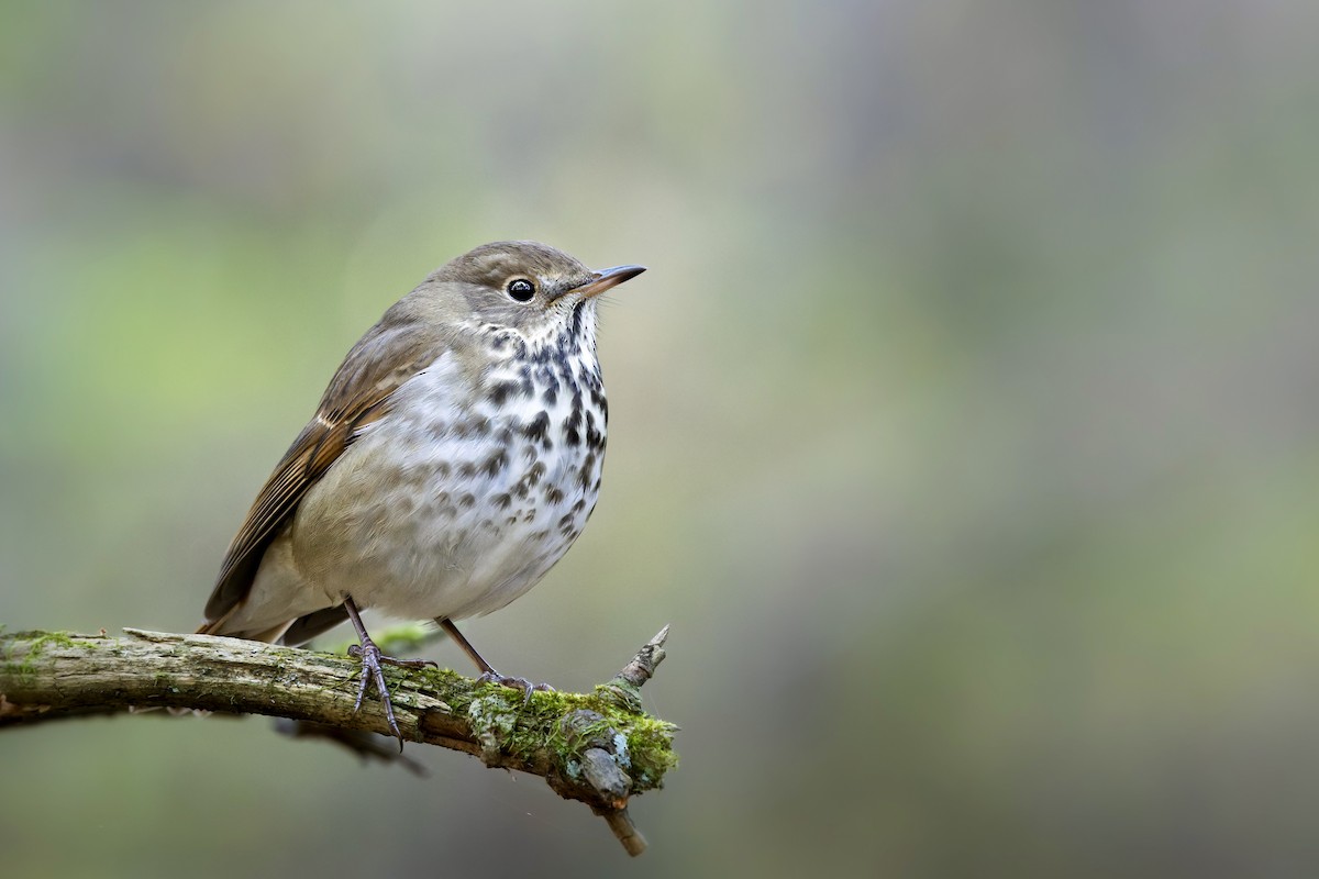 קיכלי חלוד-זנב - ML645425788