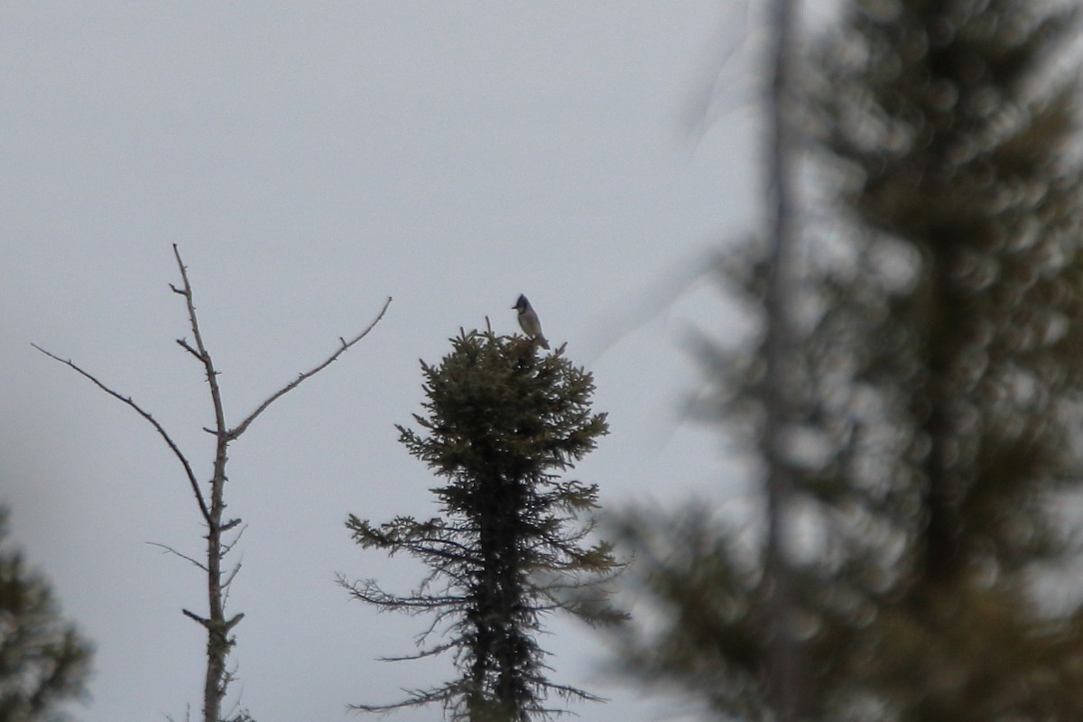 Blue Jay - ML645425789