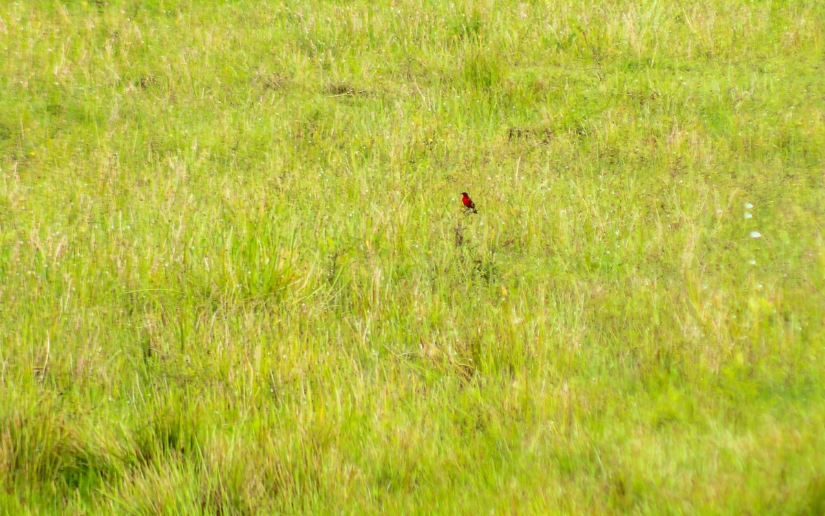 Sturnelle militaire - ML645425794