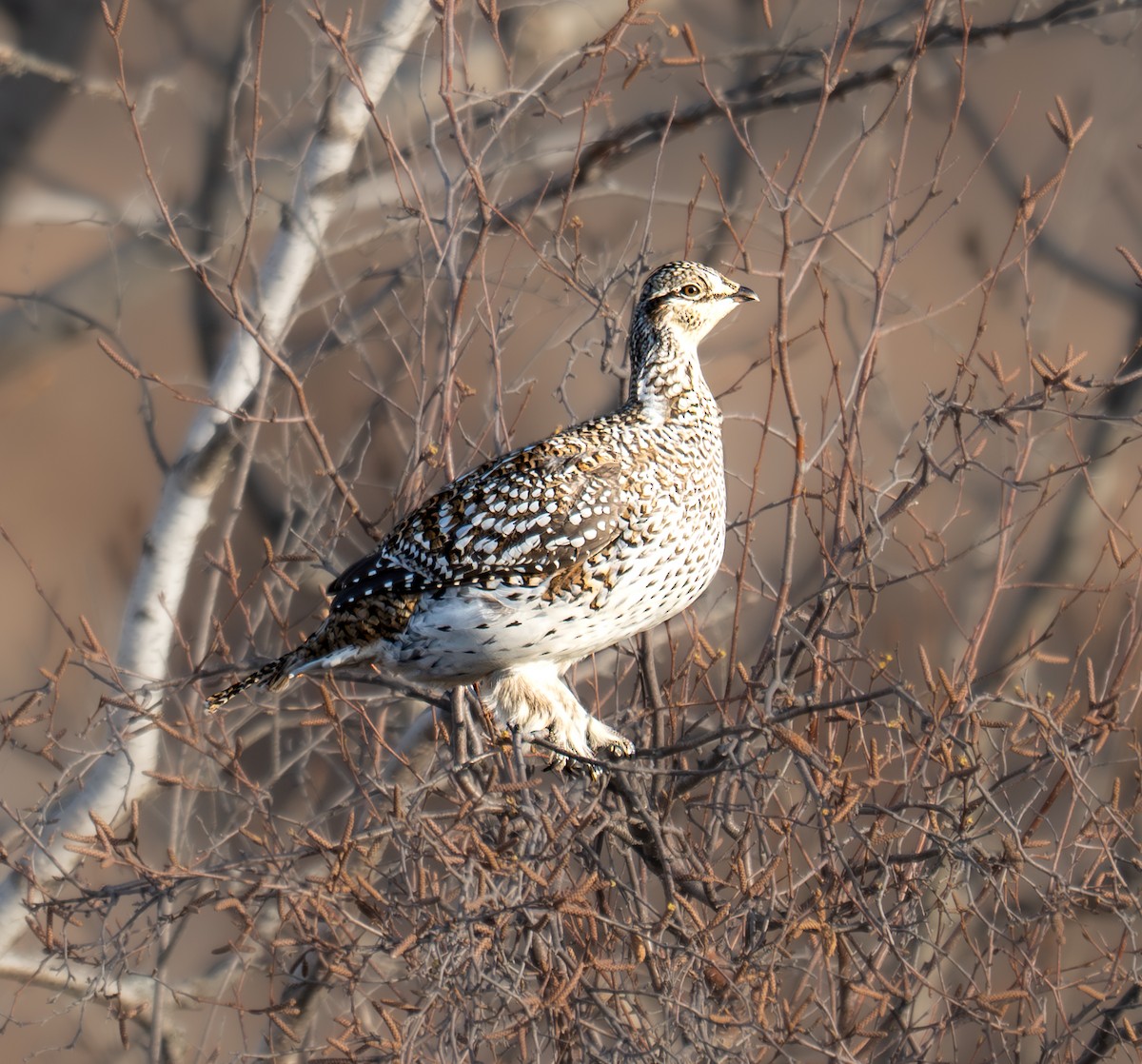 Sharp-tailed Grouse - ML645425795