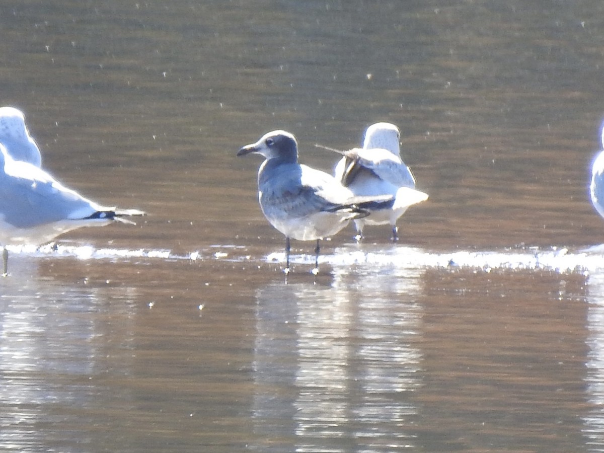 Laughing Gull - ML645425798