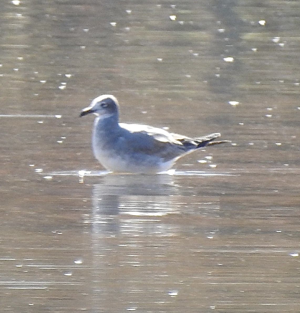 Laughing Gull - ML645425799