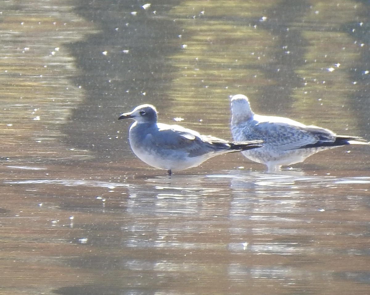 Laughing Gull - ML645425800