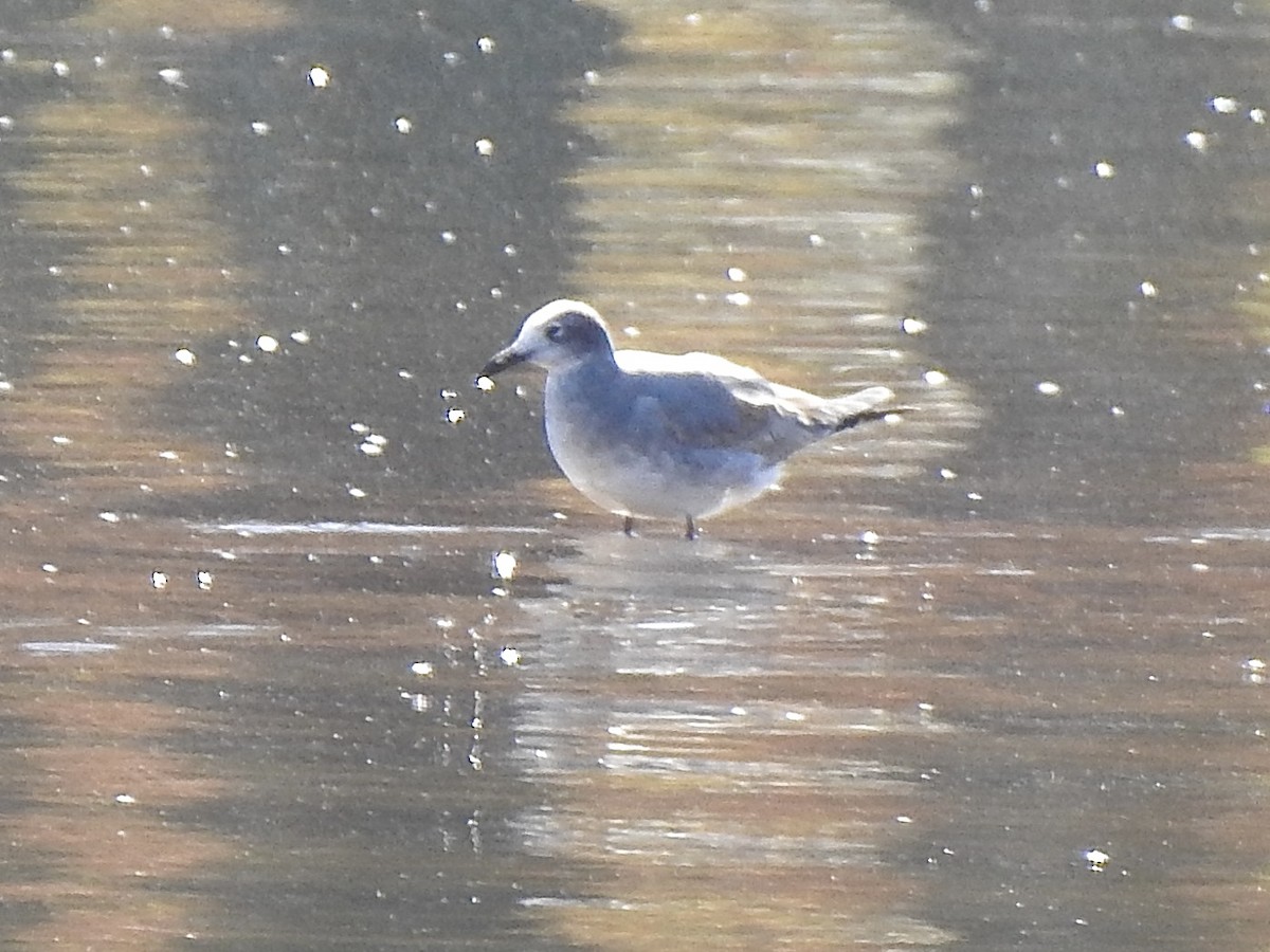 Laughing Gull - ML645425801