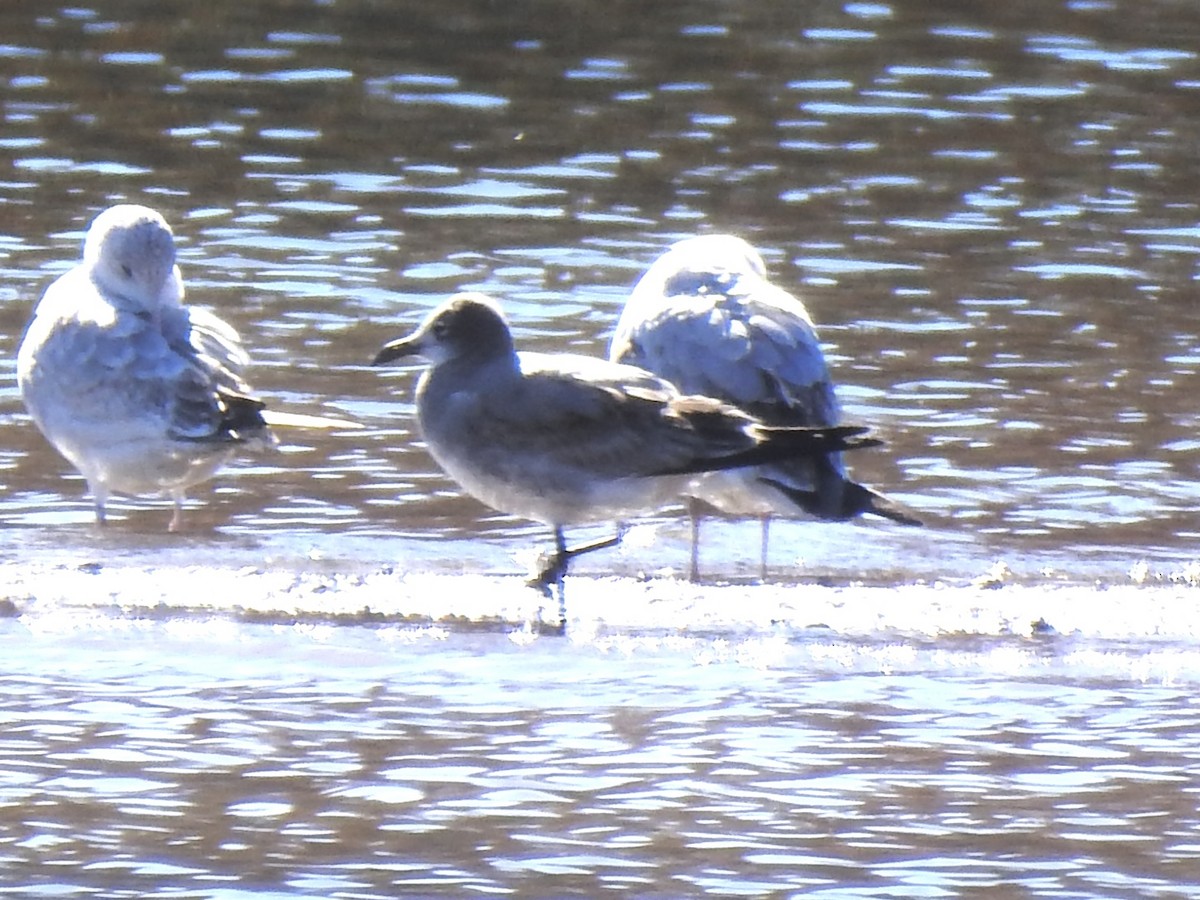 Laughing Gull - ML645425803