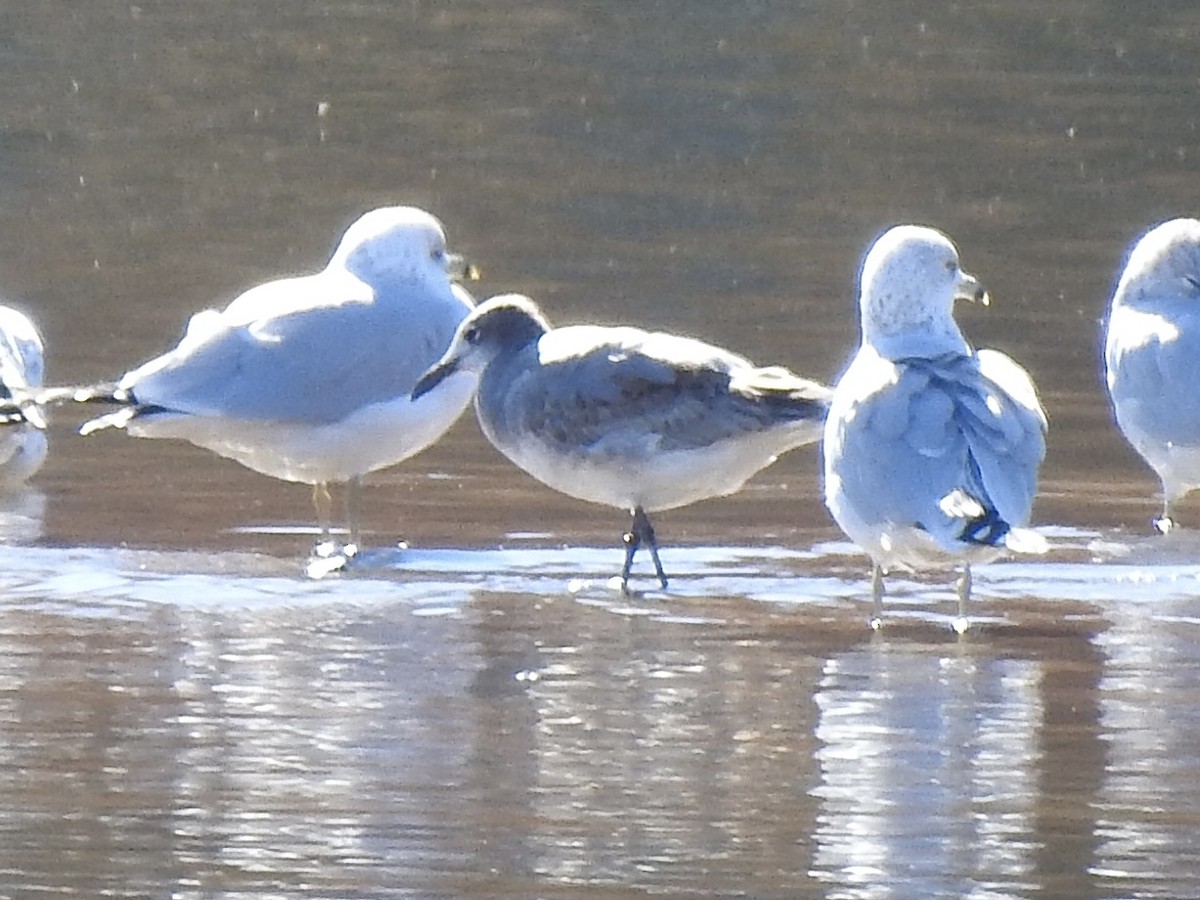 Laughing Gull - ML645425804