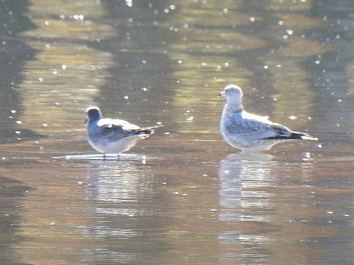 Laughing Gull - ML645425805