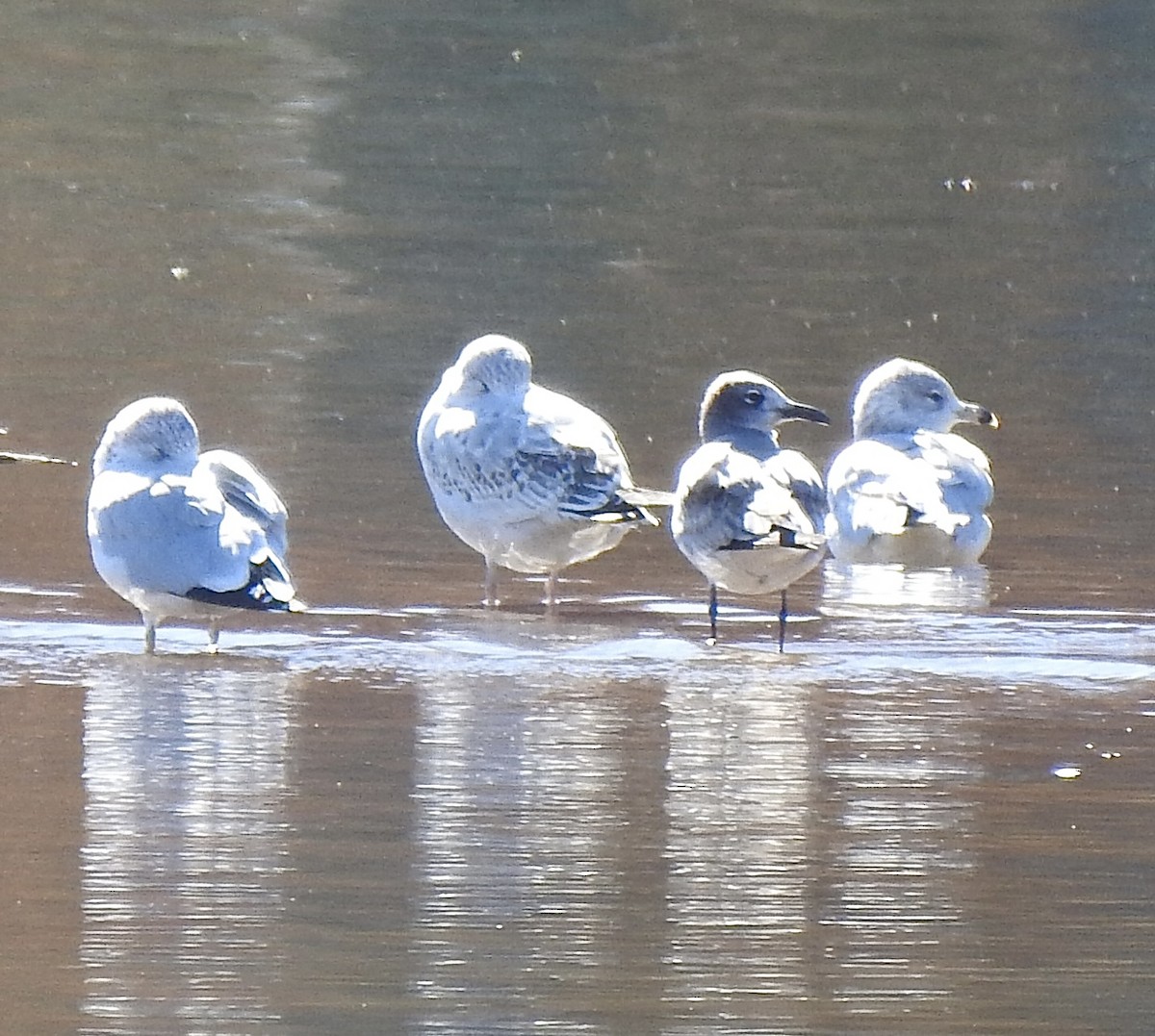Laughing Gull - ML645425806