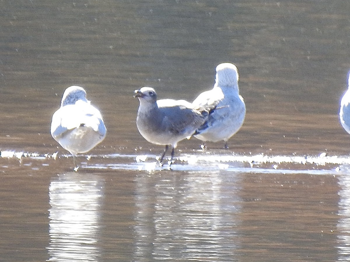 Laughing Gull - ML645425807