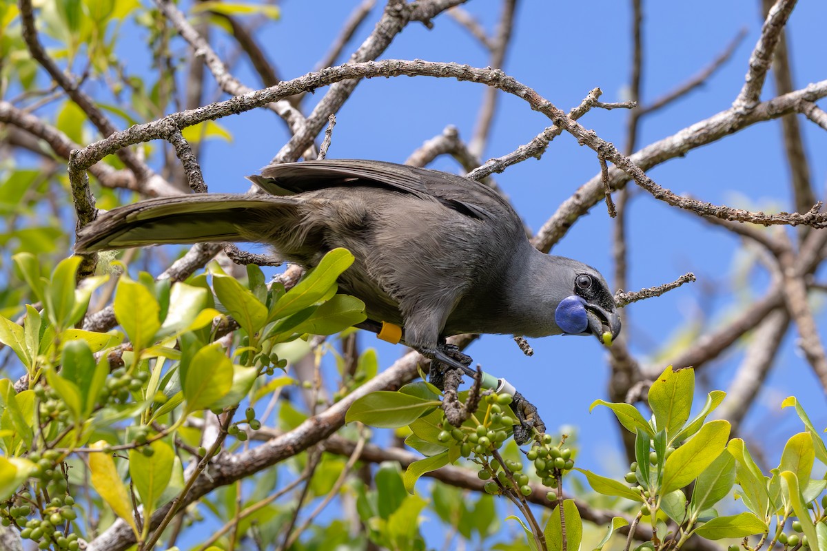 North Island Kokako - ML645425818
