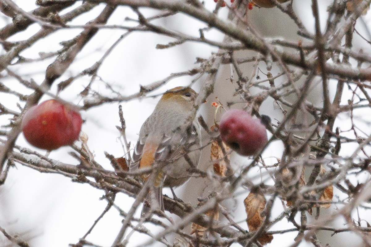 Pinu-gailupa - ML645425820