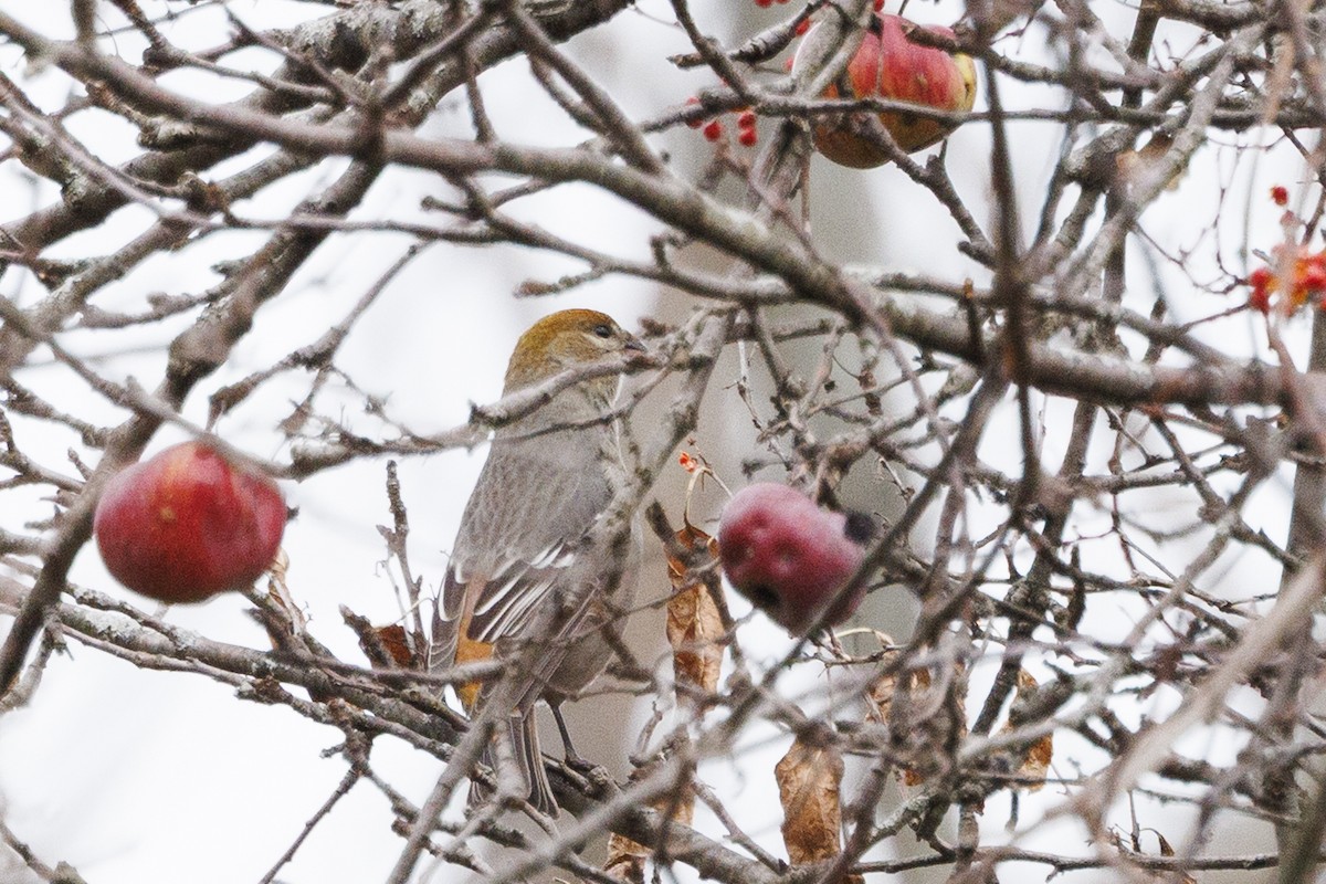 Pinu-gailupa - ML645425826