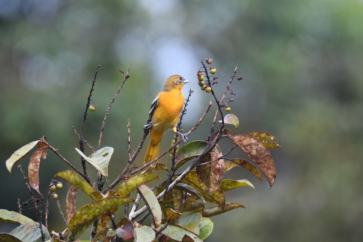 Балтиморский трупиал - ML645425829