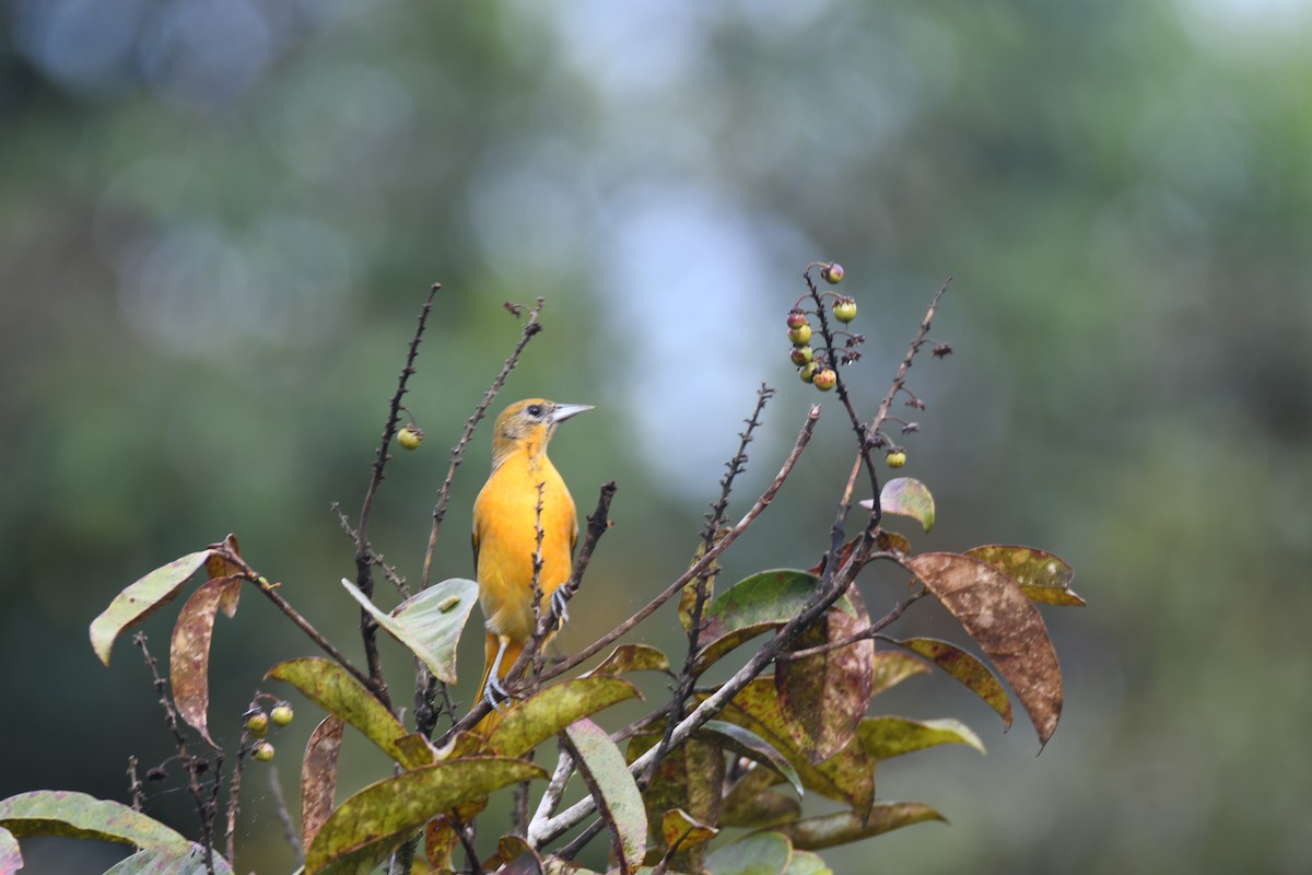 Балтиморский трупиал - ML645425831