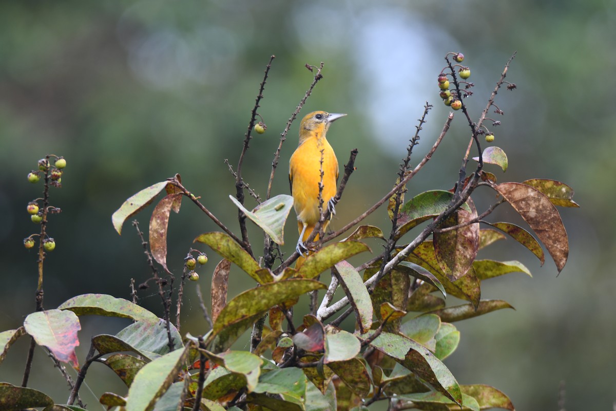 Балтиморский трупиал - ML645425833