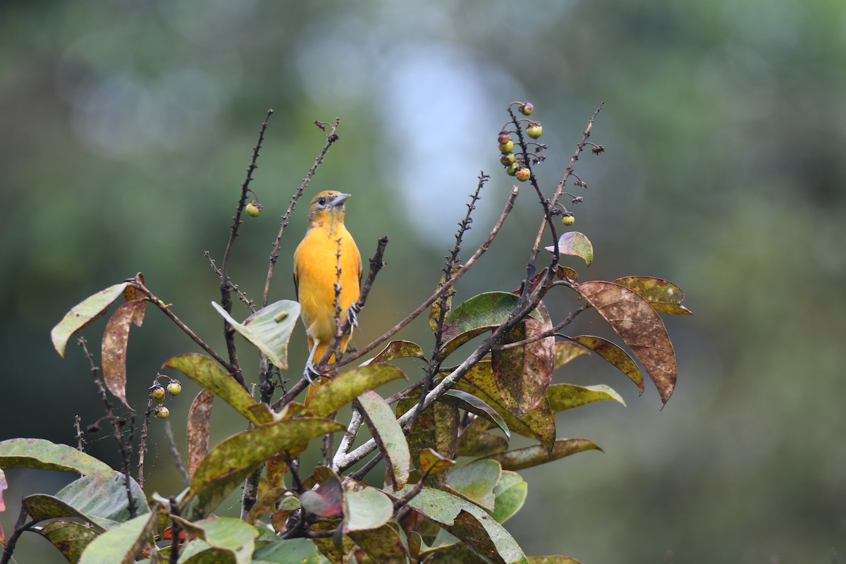 Балтиморский трупиал - ML645425834