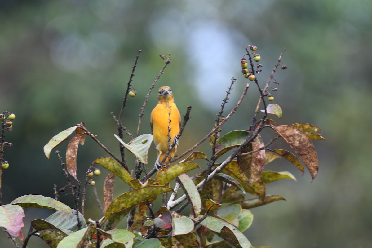 Балтиморский трупиал - ML645425835