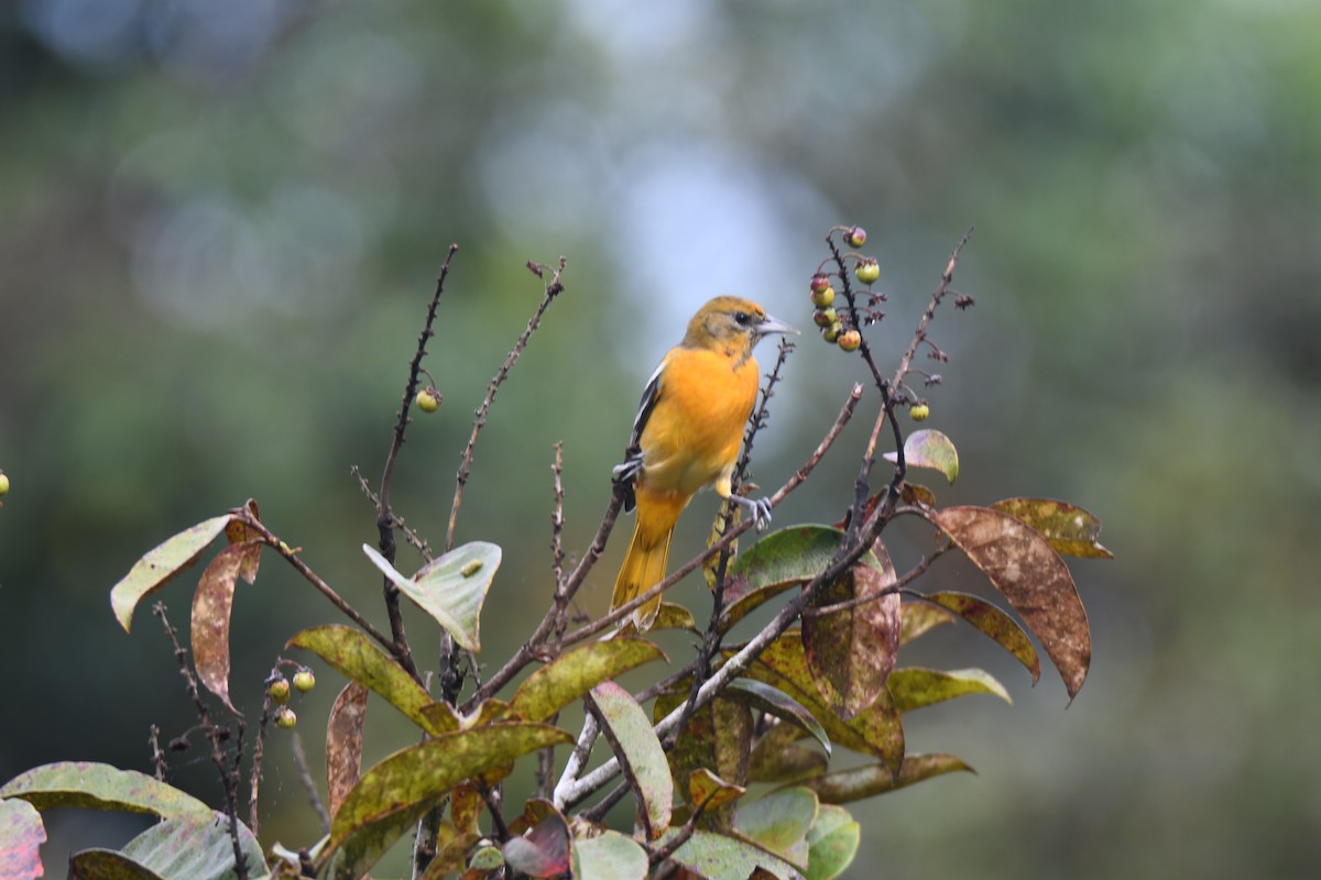 Балтиморский трупиал - ML645425836