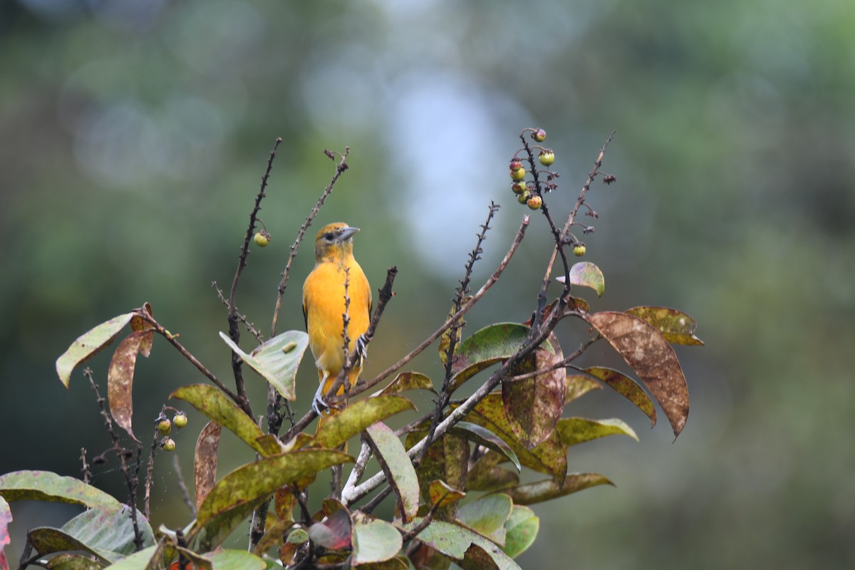 Балтиморский трупиал - ML645425837