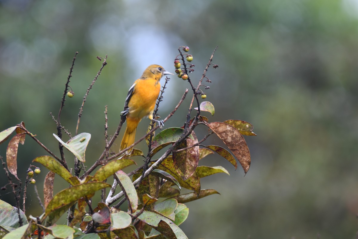 Балтиморский трупиал - ML645425838