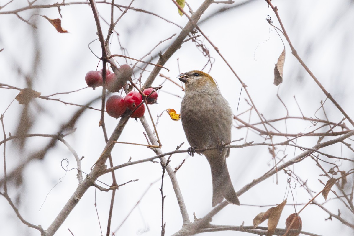 Pinu-gailupa - ML645425839