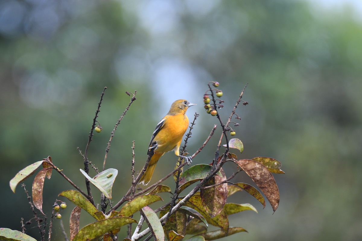 Балтиморский трупиал - ML645425840