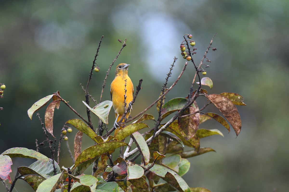 Балтиморский трупиал - ML645425841
