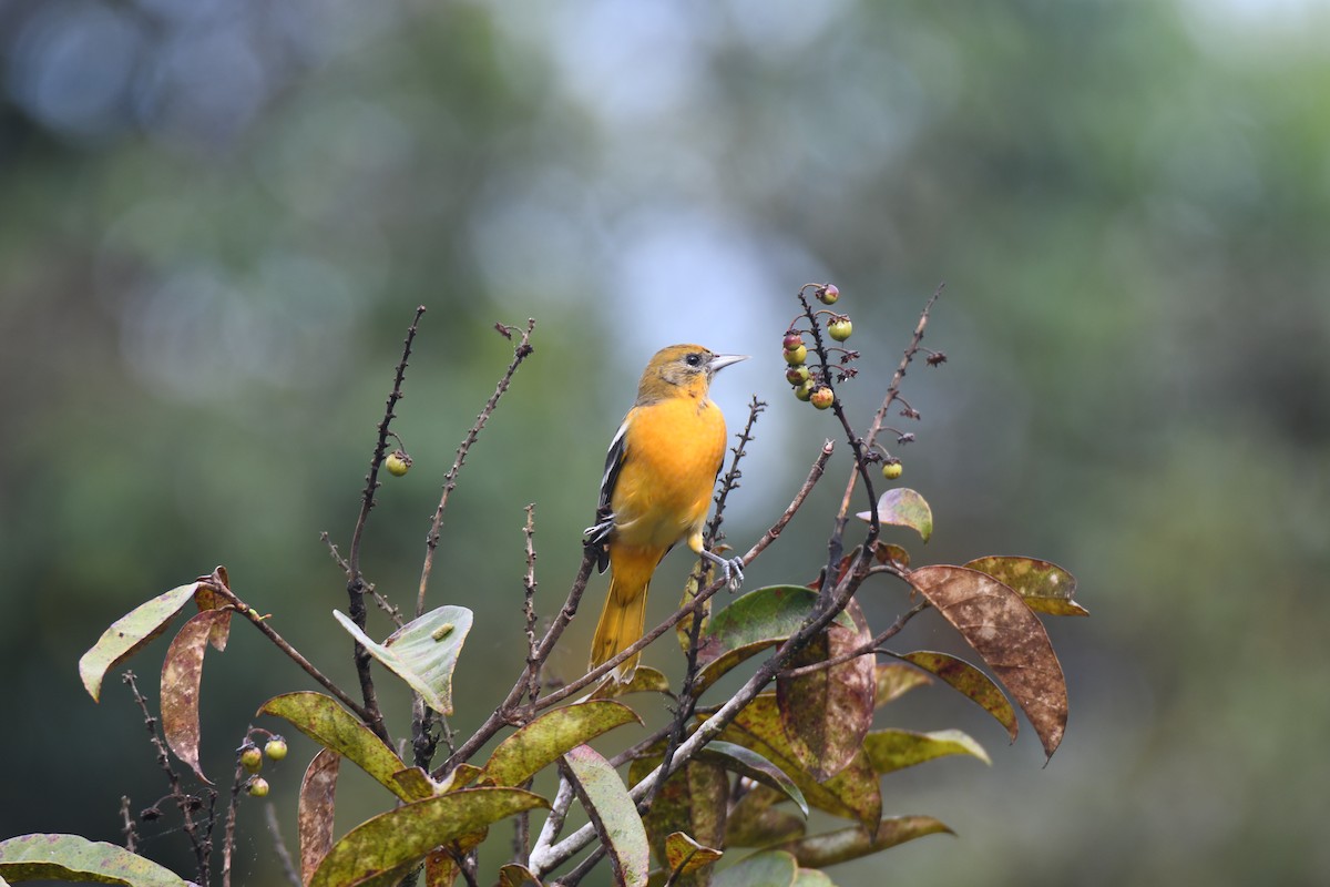 Балтиморский трупиал - ML645425842