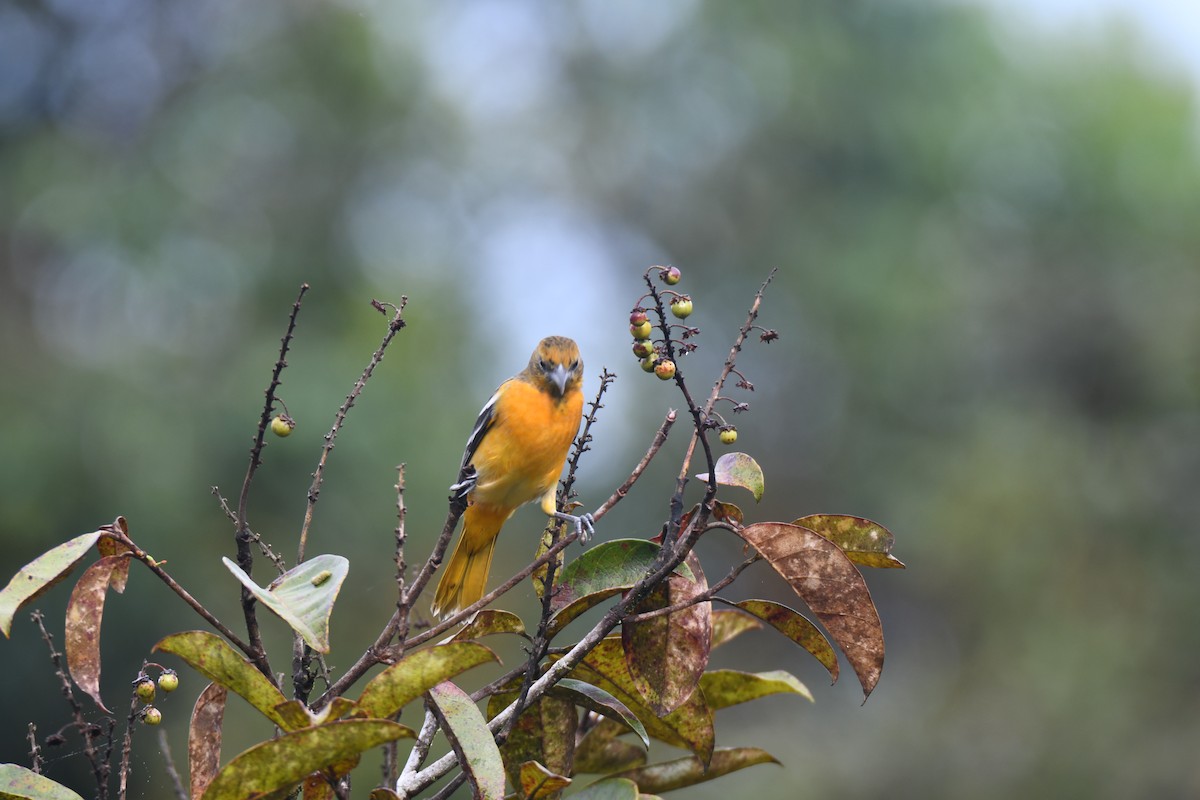 Балтиморский трупиал - ML645425843