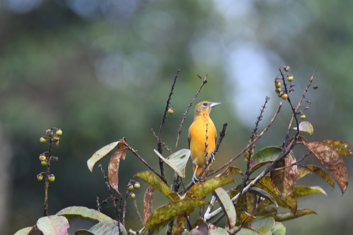 Балтиморский трупиал - ML645425844