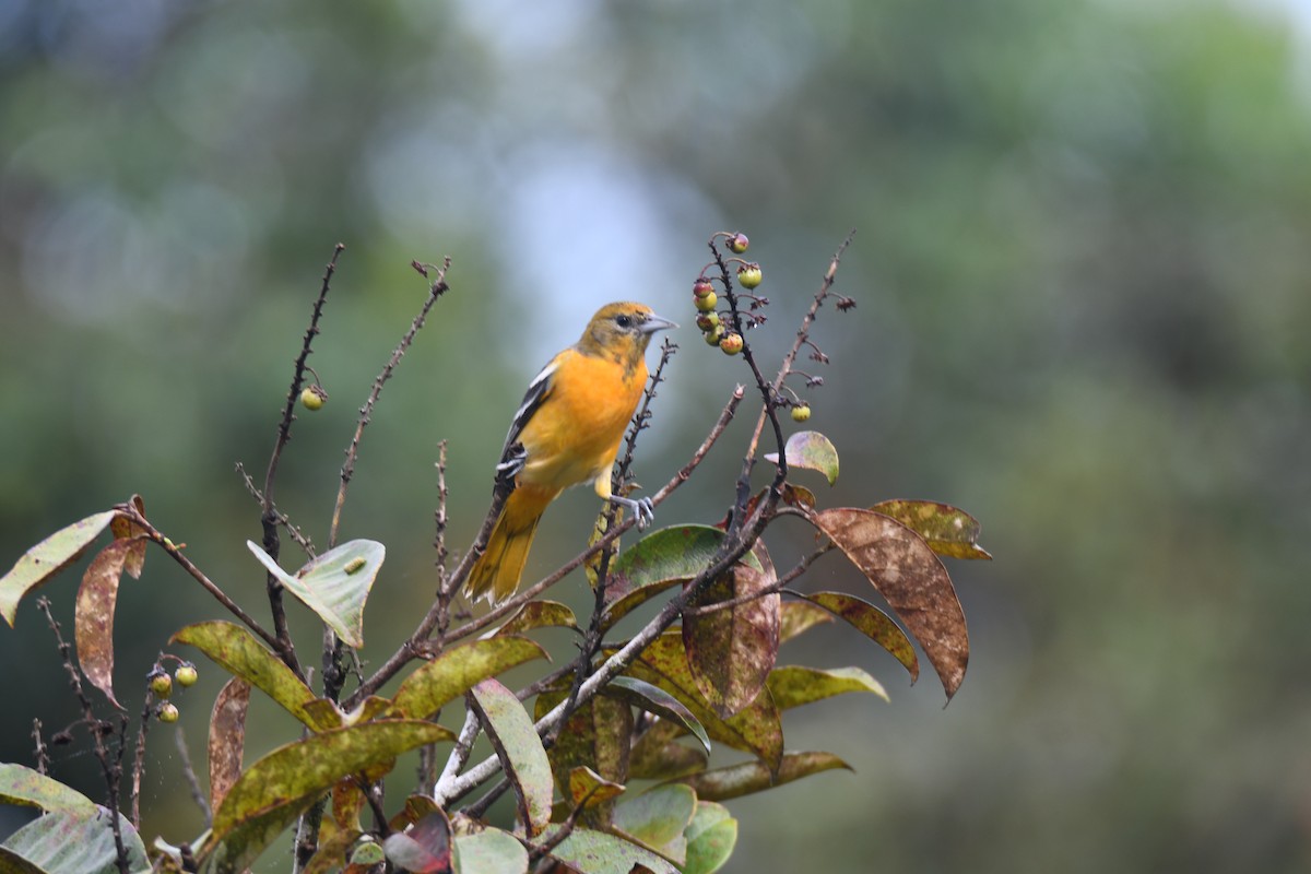 Балтиморский трупиал - ML645425845