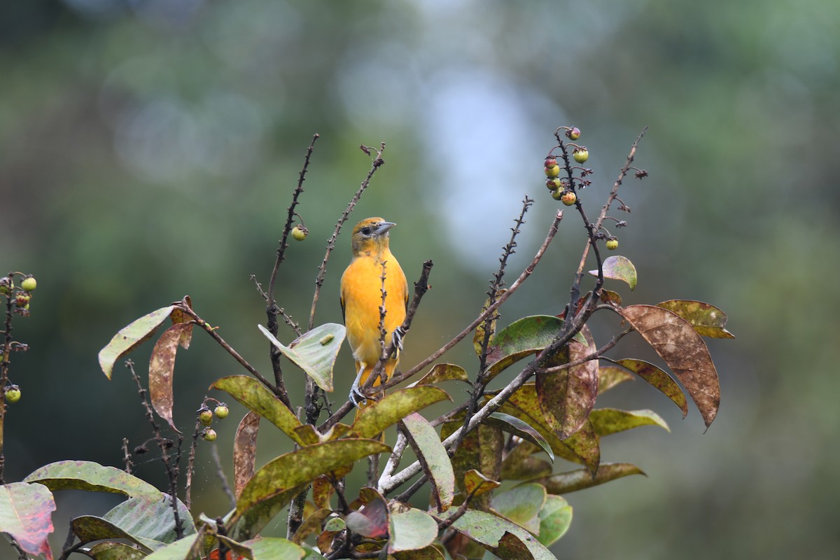 Балтиморский трупиал - ML645425846