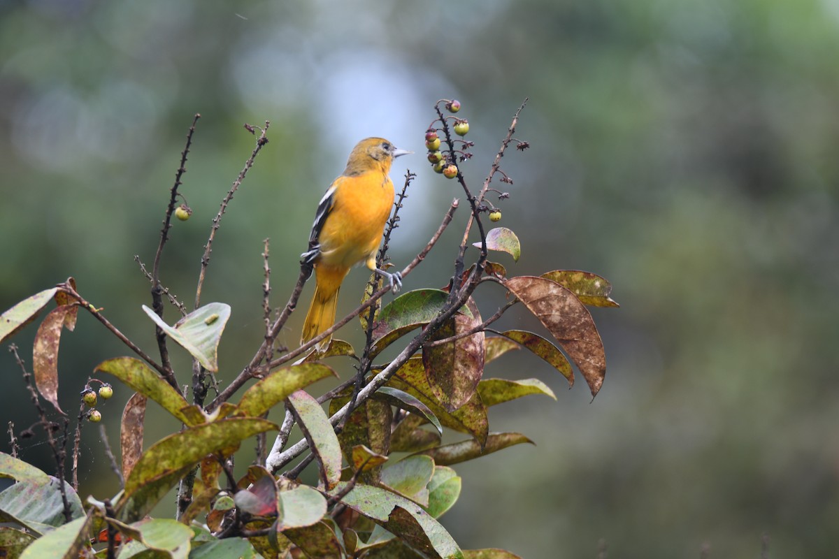 Балтиморский трупиал - ML645425847