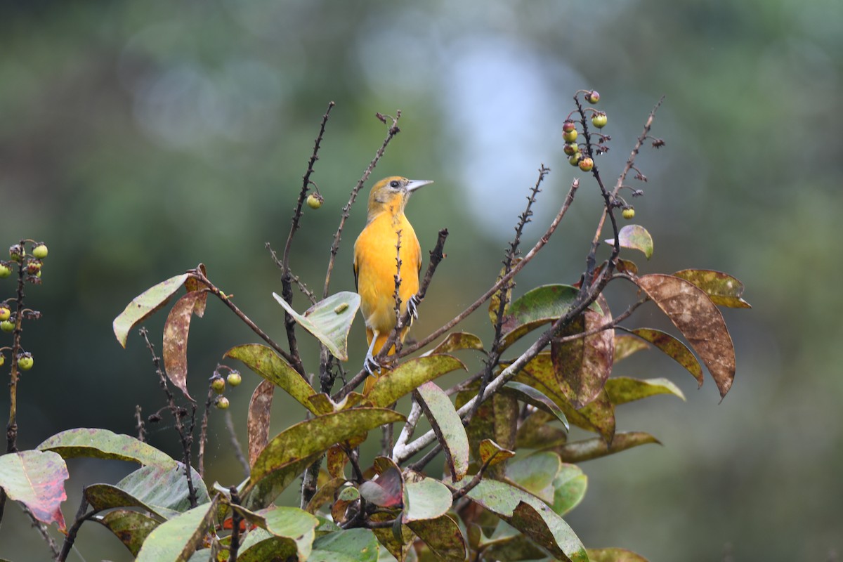 Балтиморский трупиал - ML645425848