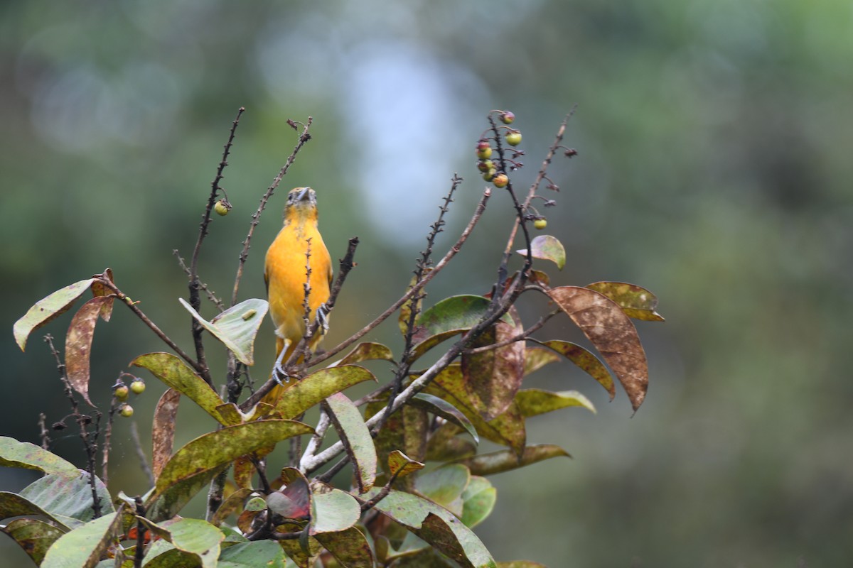 Балтиморский трупиал - ML645425849