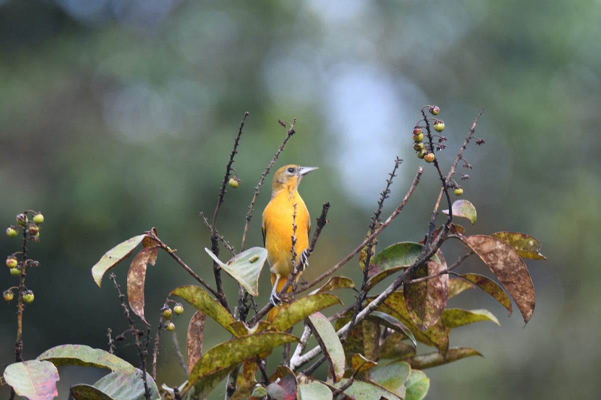 Балтиморский трупиал - ML645425850