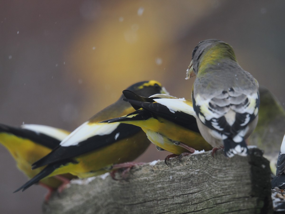 Evening Grosbeak - ML645425870